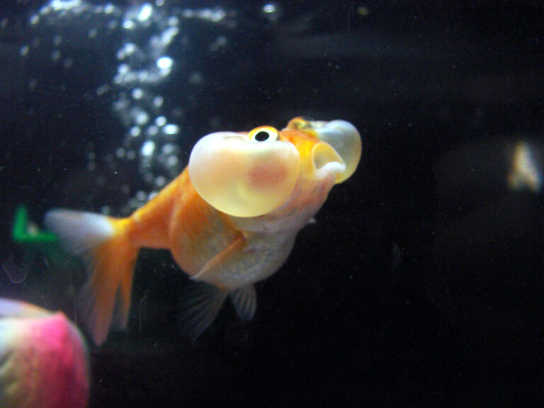 Bubble Eye Goldfish Care: 7 Things to Know Before You Buy