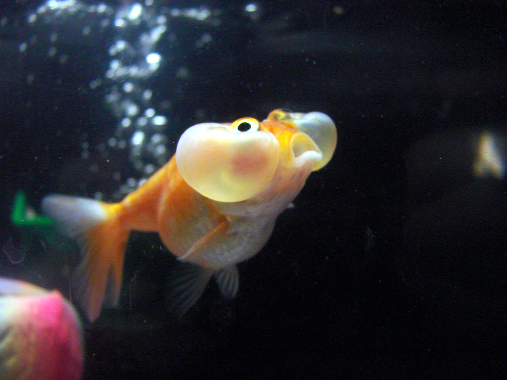 Bubble Eye Goldfish Care: 7 Things to Know Before You Buy