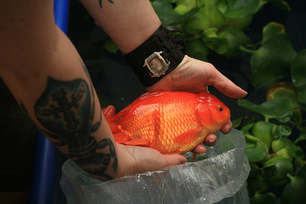 Are Bubble Eye Goldfish Healthy? What Happens If a Sac Pops