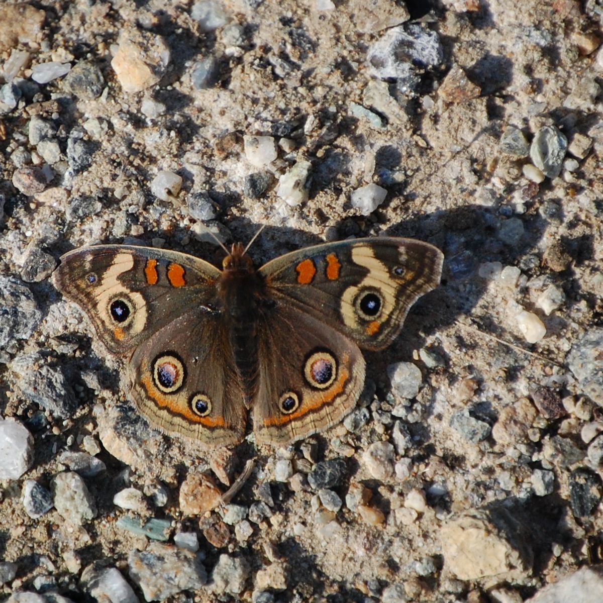 Buckeye Butterfly: ID, Eyespots, and Host Plants