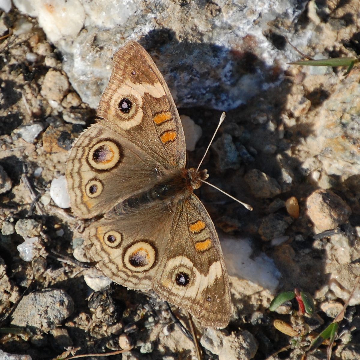 What Are the Eyespots For?