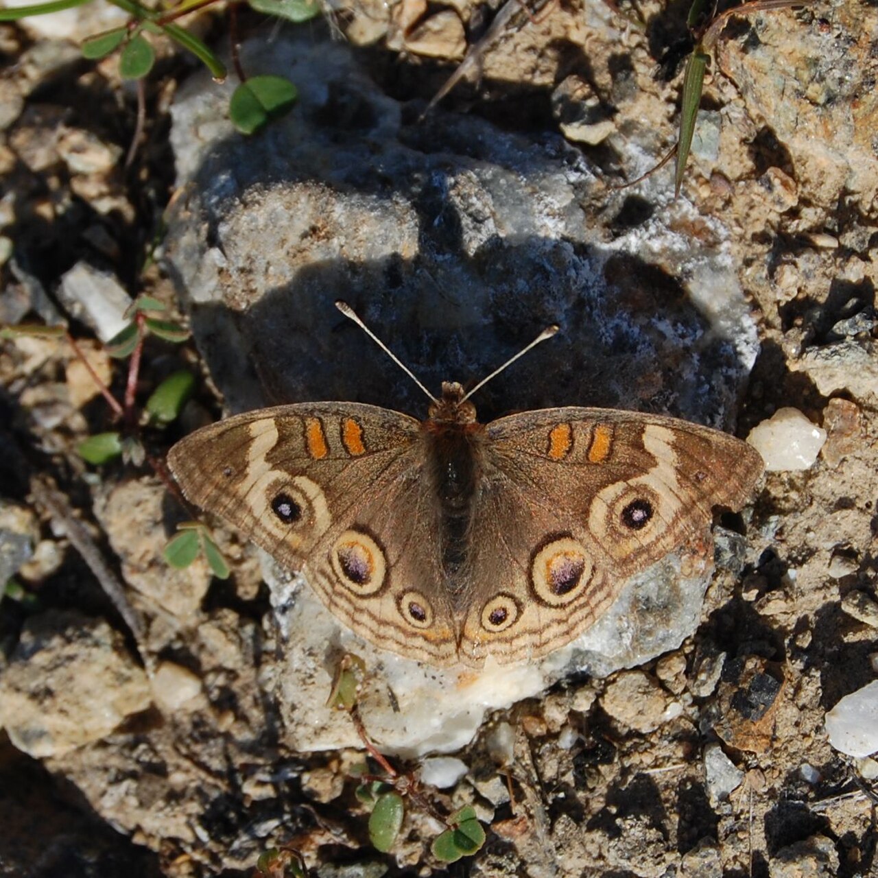 What Are the Host Plants for Buckeye Butterflies?