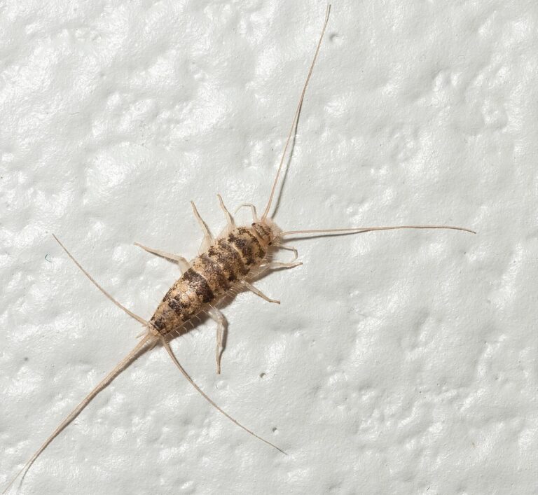 9 Bugs That Look Like Silverfish and How to Tell Them Apart