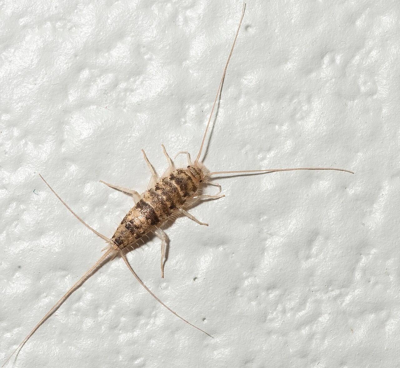 9 Bugs That Look Like Silverfish and How to Tell Them Apart