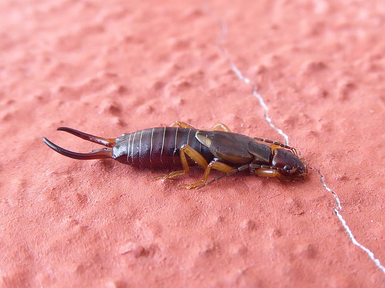 Jumping Bristletails: The Outdoor Version