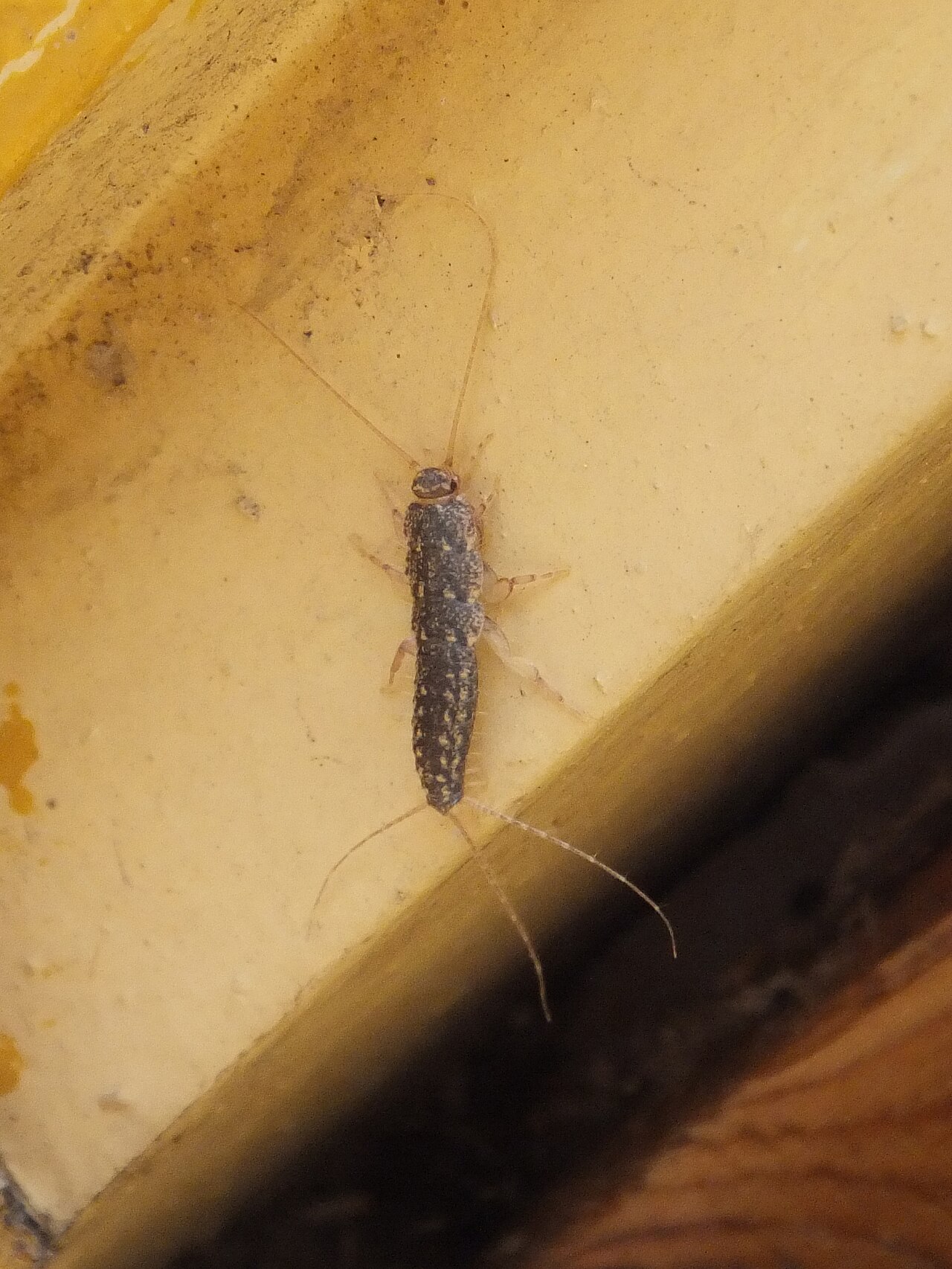 Earwigs: The Brown Bugs That Look Like Silverfish