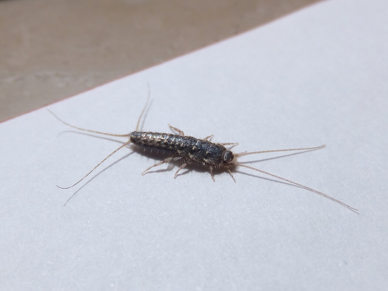 Booklice: Tiny Bugs That Look Like Silverfish in Paper