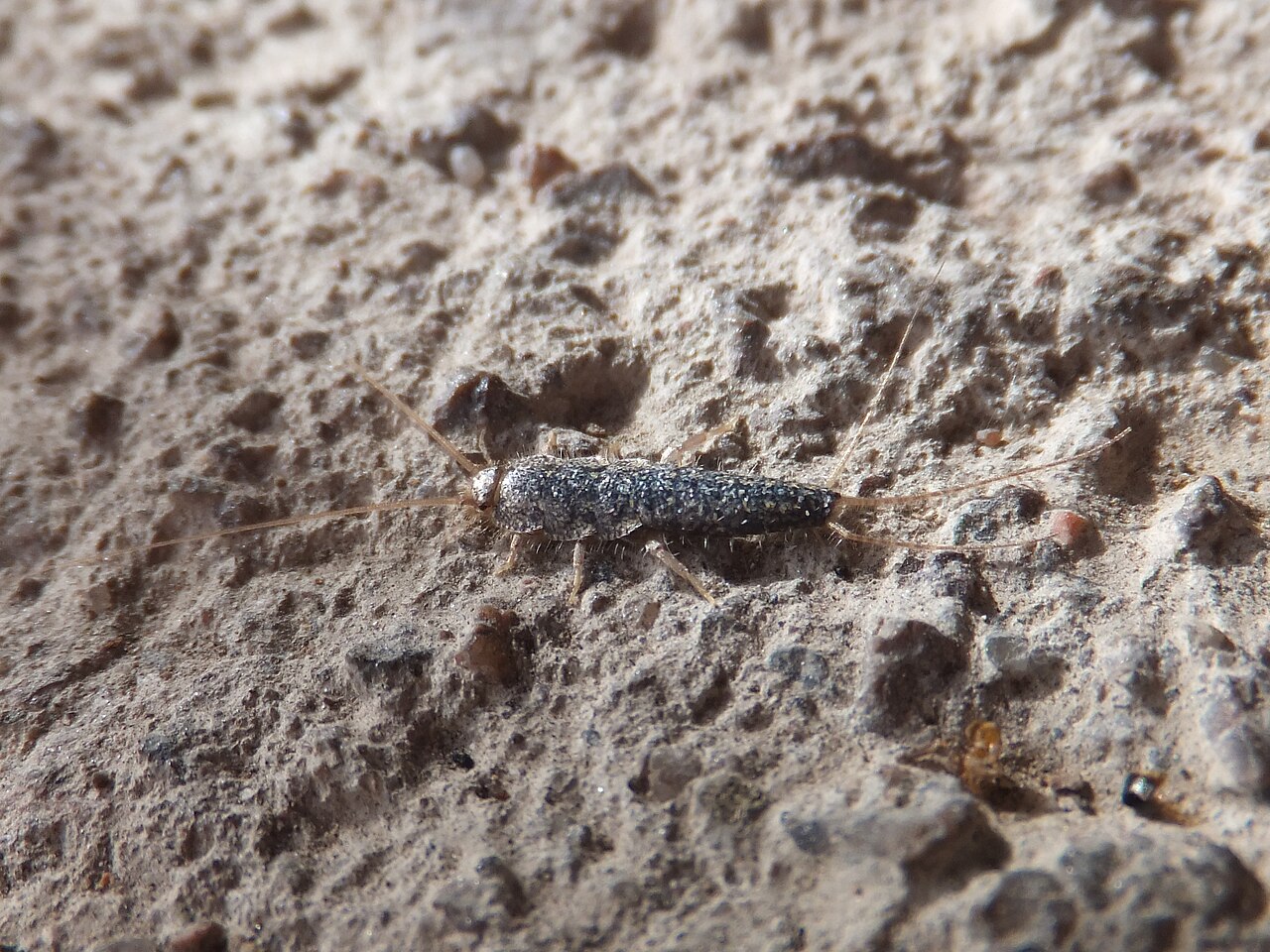 Carpet Beetle Larvae: Small, Bristly, and Damaging