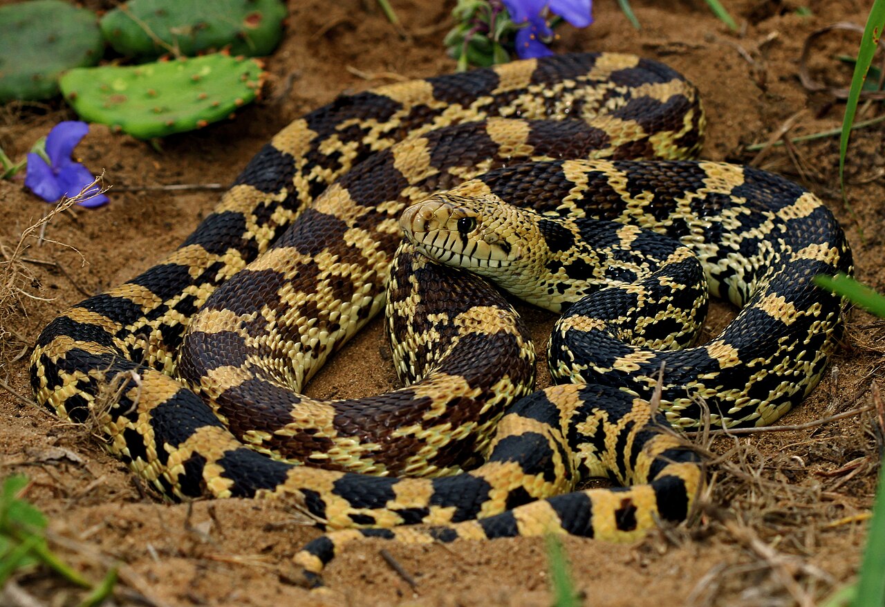 Bull Snake: How to Tell It Apart From a Rattlesnake