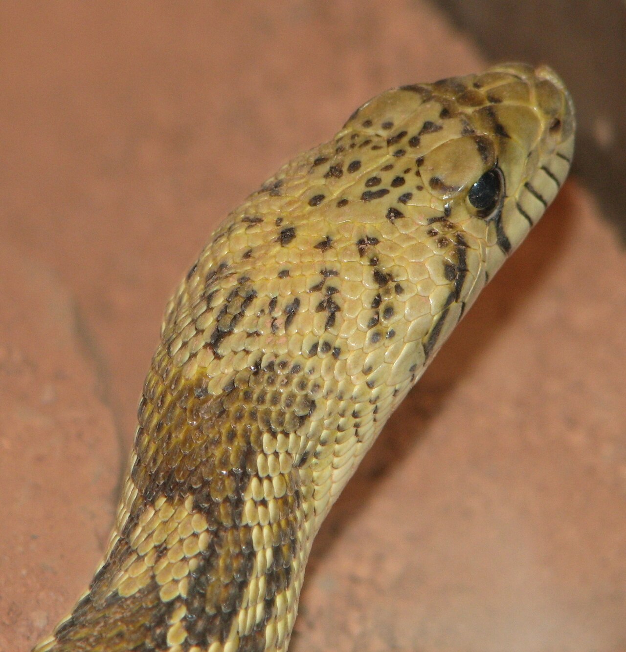 Bull Snake vs Gopher Snake: Are They the Same?