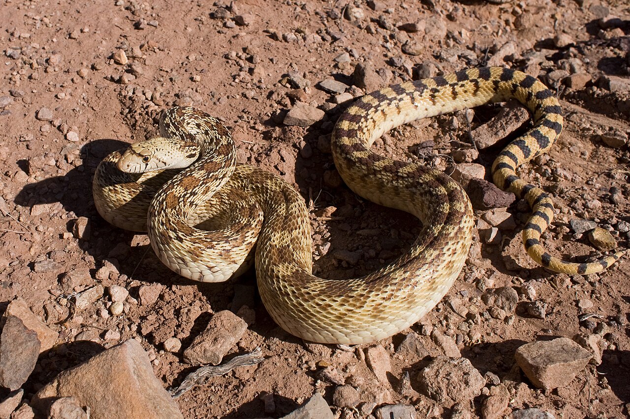 Bull Snake vs Rattlesnake: How to Tell Them Apart