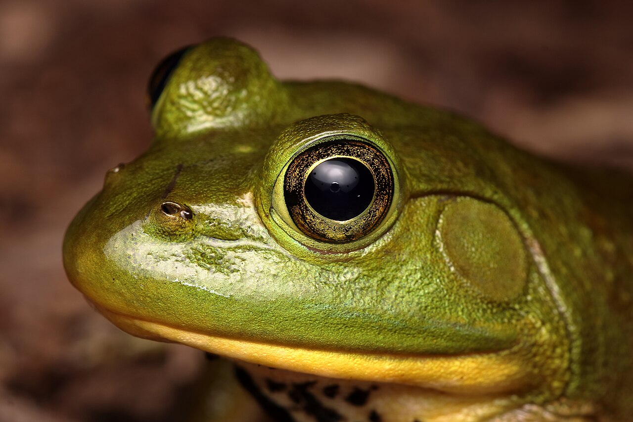 Bullfrog: Size, Identification, Calls, and Whether They Are Harmless