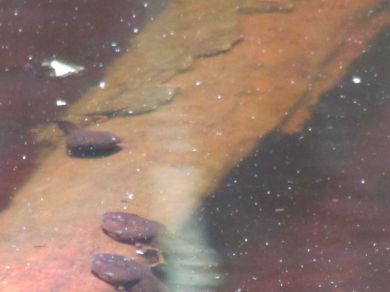 Bullfrog Identification: The Ear Test and the Back Ridges