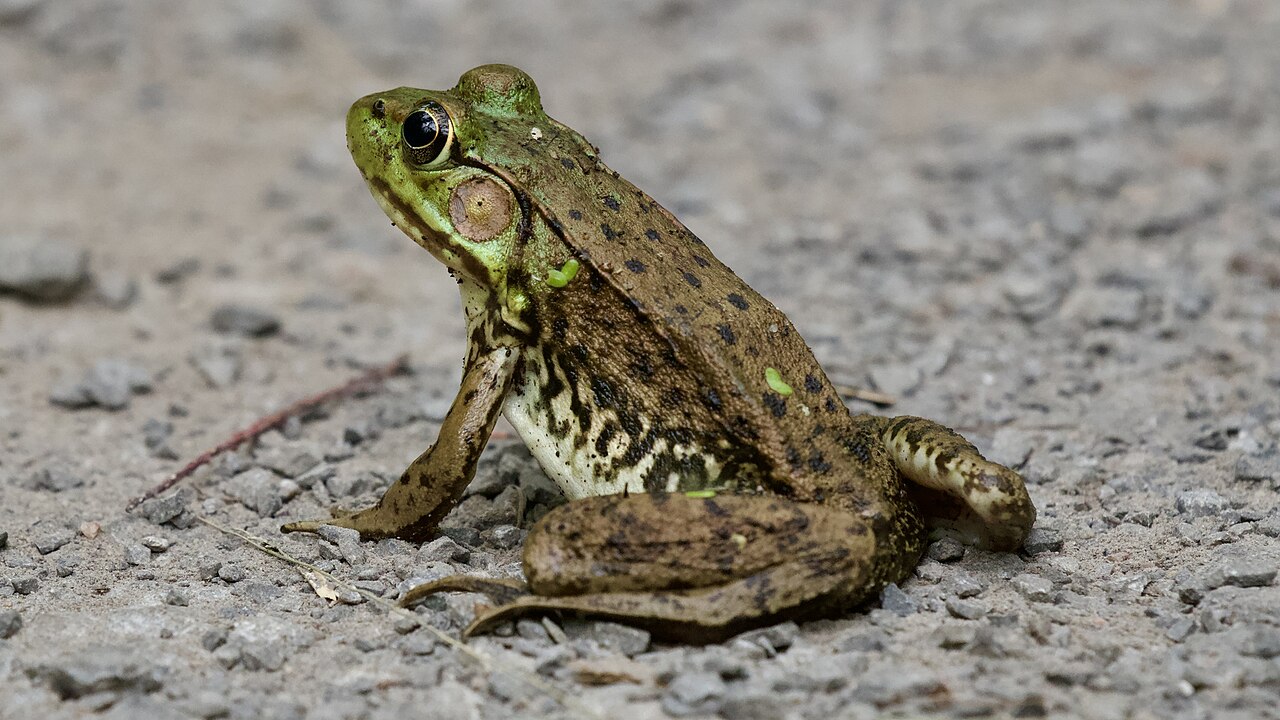 How Big Do Bullfrogs Get?