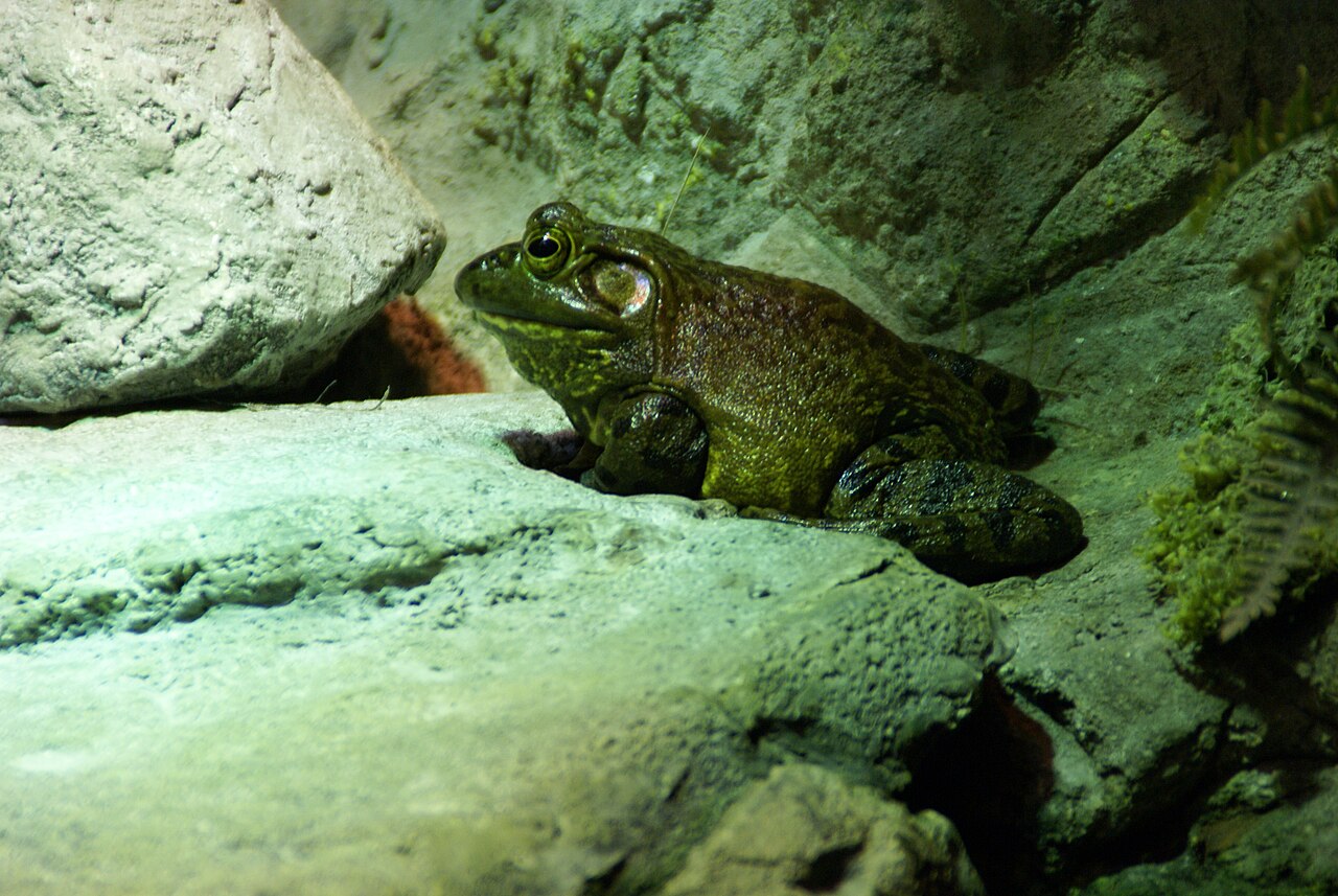 Where American Bullfrogs Live