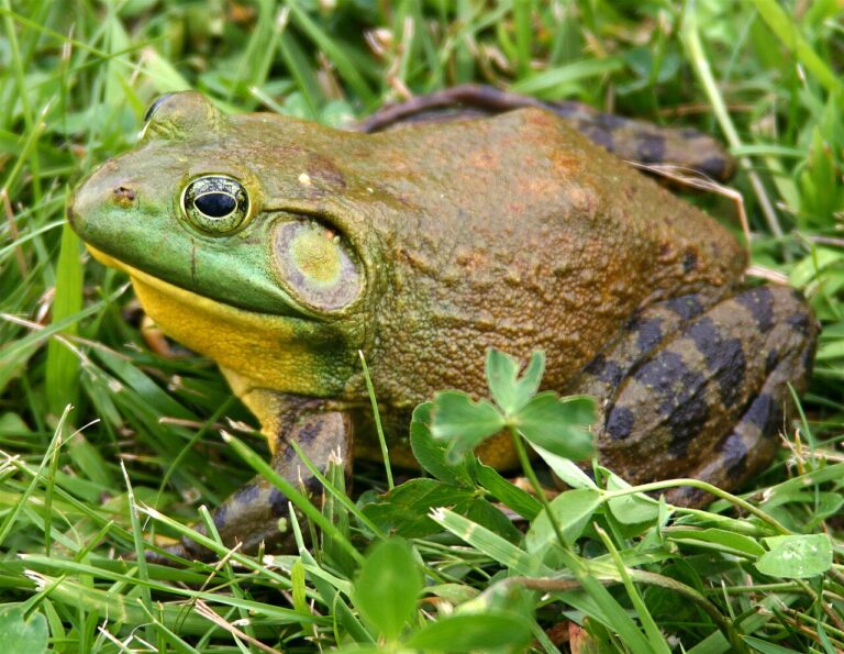 Bullfrog Sound: The 6 Noises a Bullfrog Actually Makes