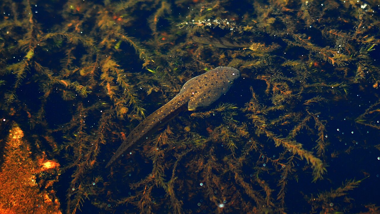 Bullfrog Tadpole: Size, Stages, and Time to Frog