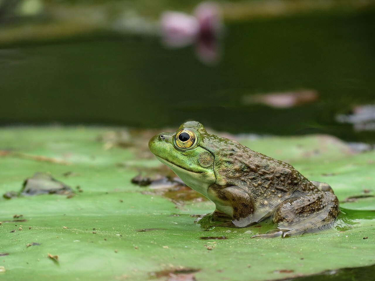 How Big Does a Bullfrog Tadpole Get?