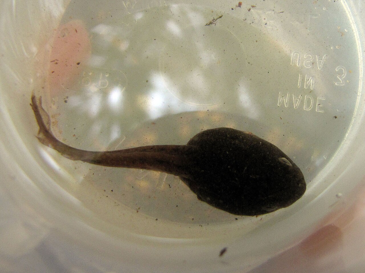 How to Identify a Bullfrog Tadpole