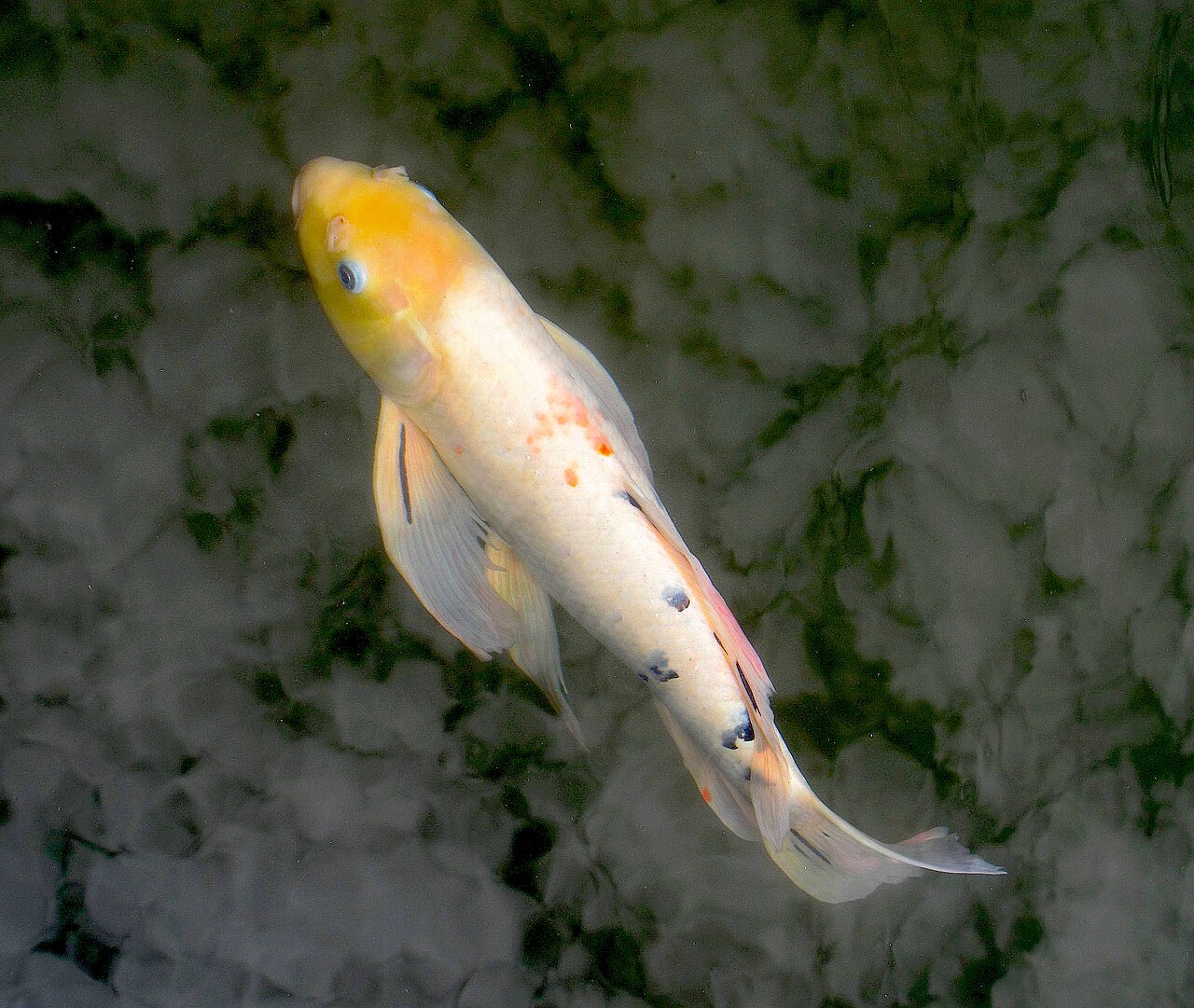 Butterfly Koi Fish: Size, Lifespan, Varieties, and Care