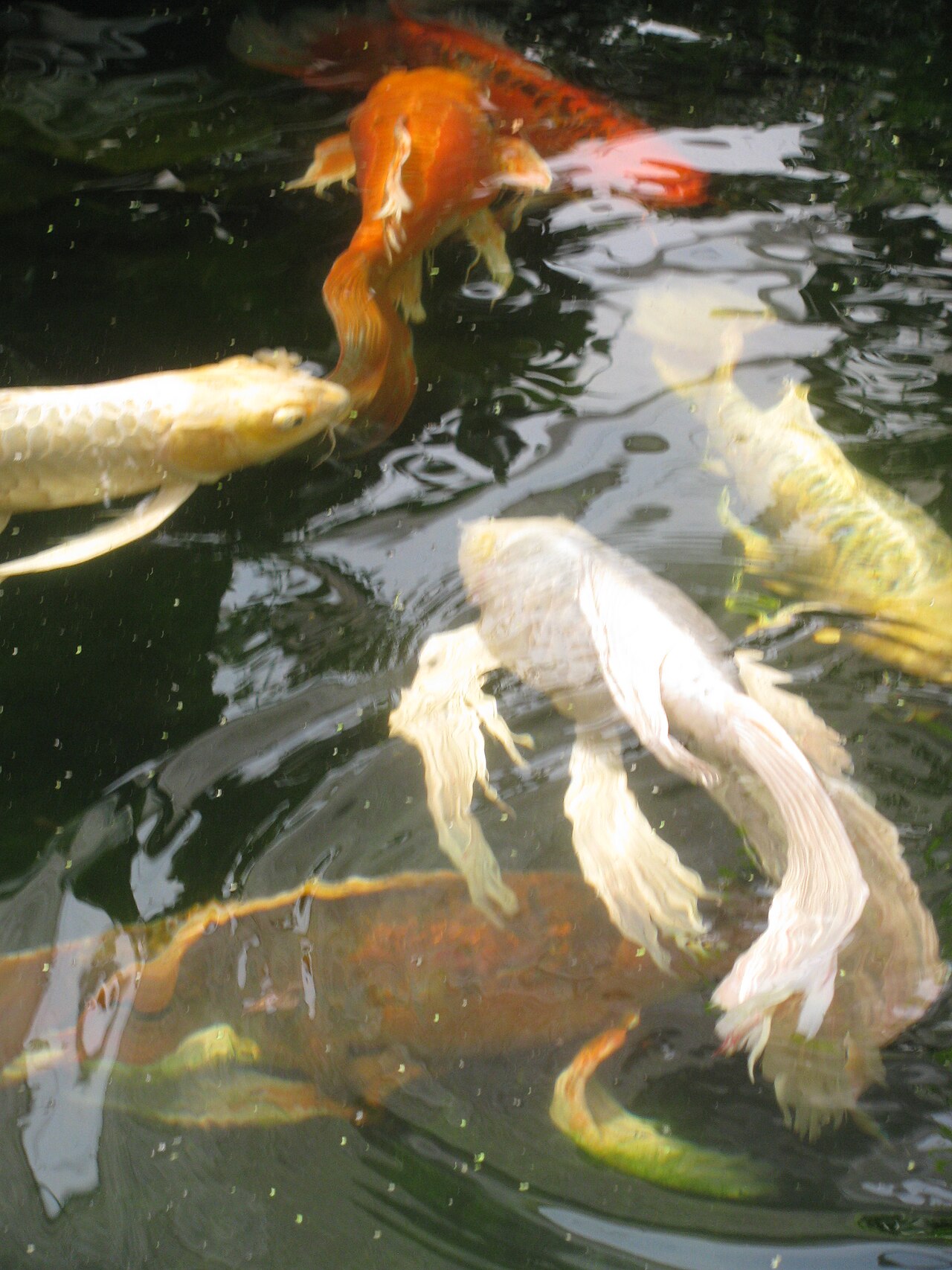 Butterfly Koi Colors and Varieties