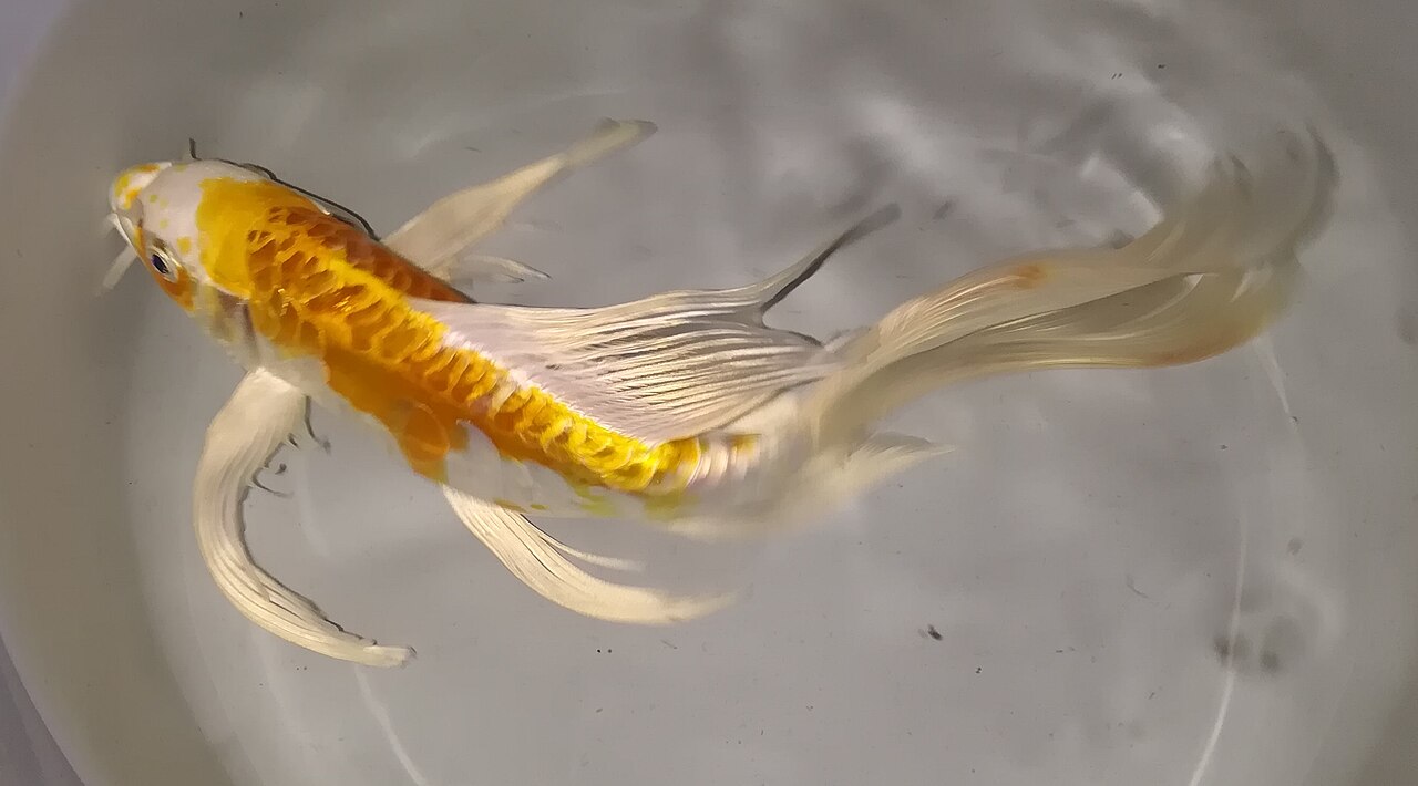 Doitsu Hariwake butterfly koi with long flowing fins