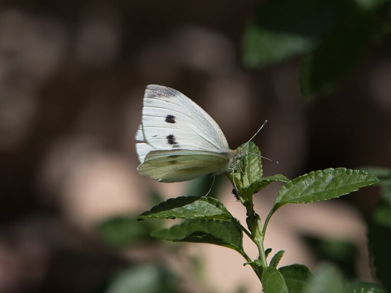 Cabbage White Butterfly: ID, Damage, and Control