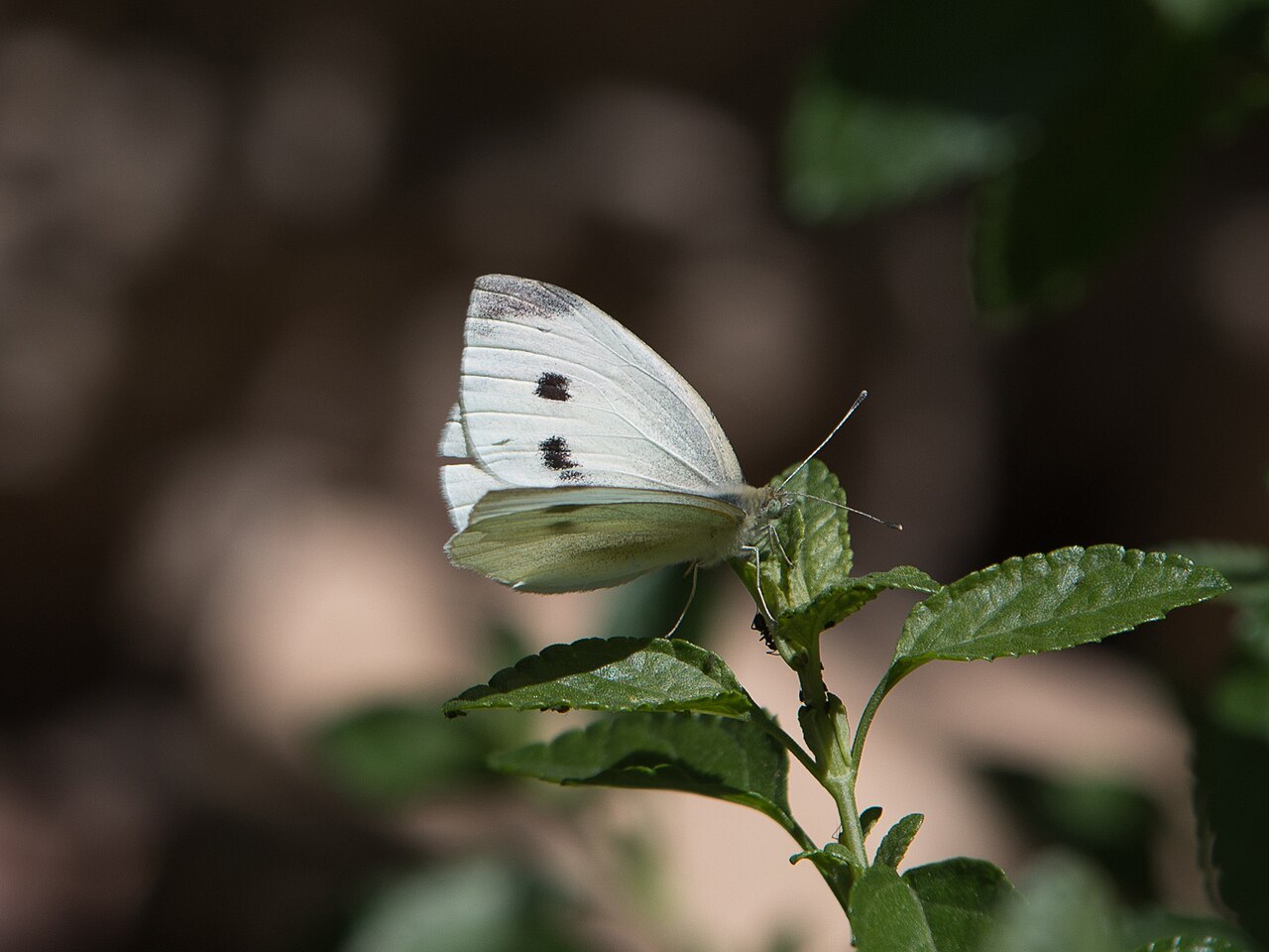 Cabbage White Butterfly: ID, Damage, and Control