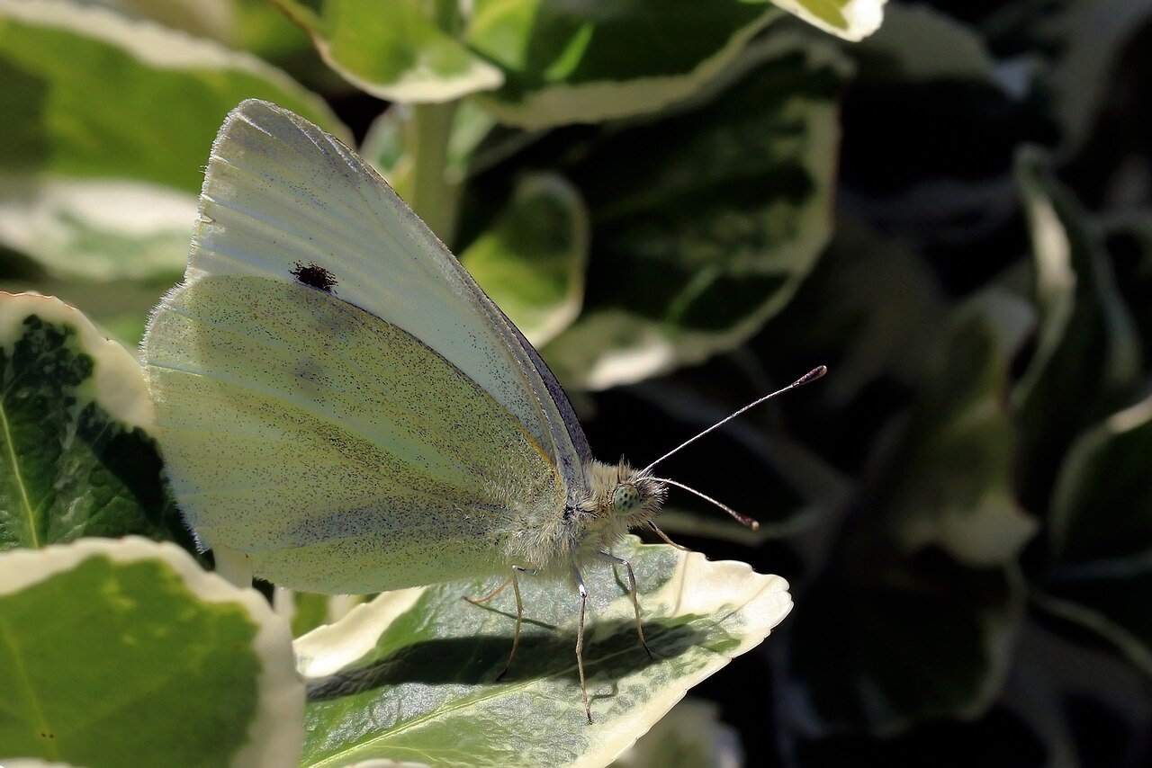 Is the Cabbage White a Pest?
