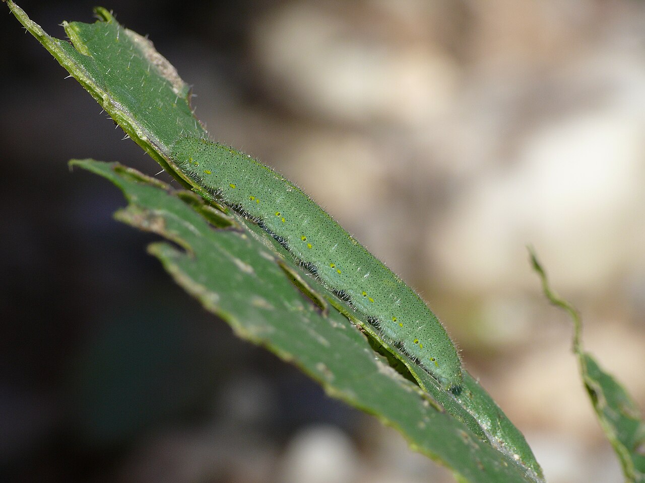 What Does the Caterpillar Look Like?