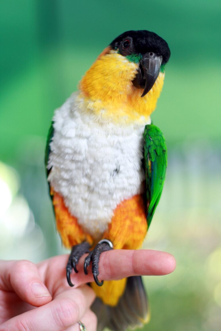 Caique Parrot Care: Cost, Lifespan and the Clown Temperament