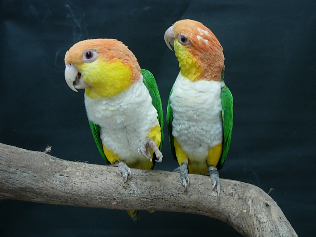 Black-Headed vs White-Bellied Caique: How to Tell Them Apart