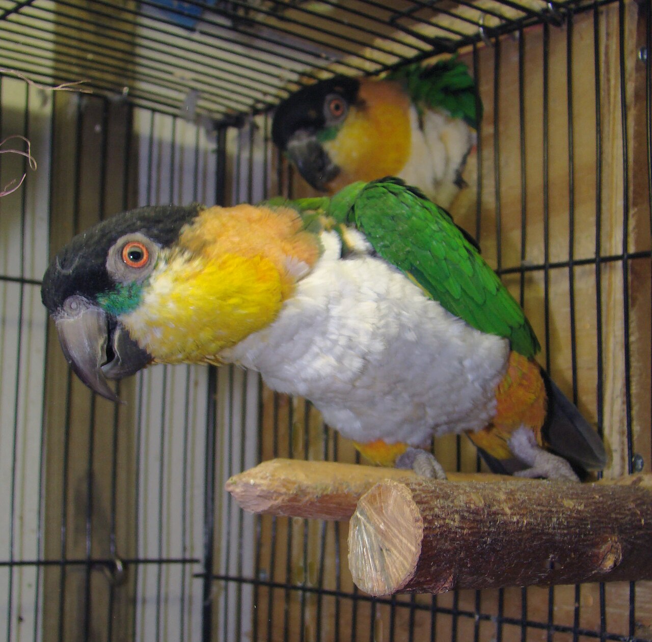 Where Caiques Live in the Wild
