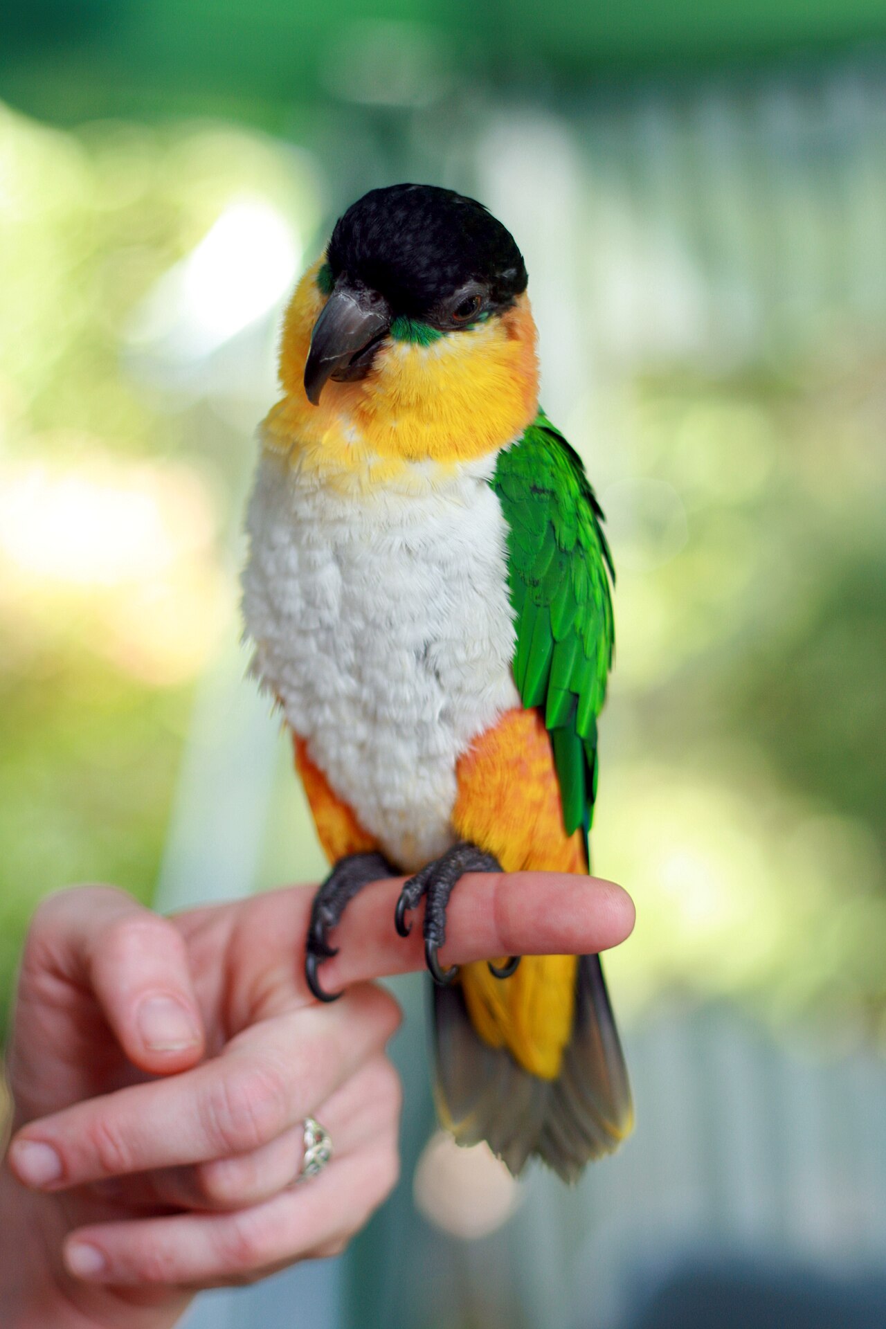How Big Do Caiques Get?