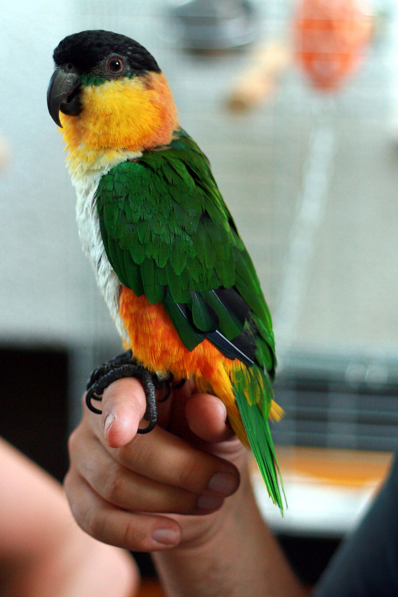 Caique Temperament: Why They Are Called Clown Parrots