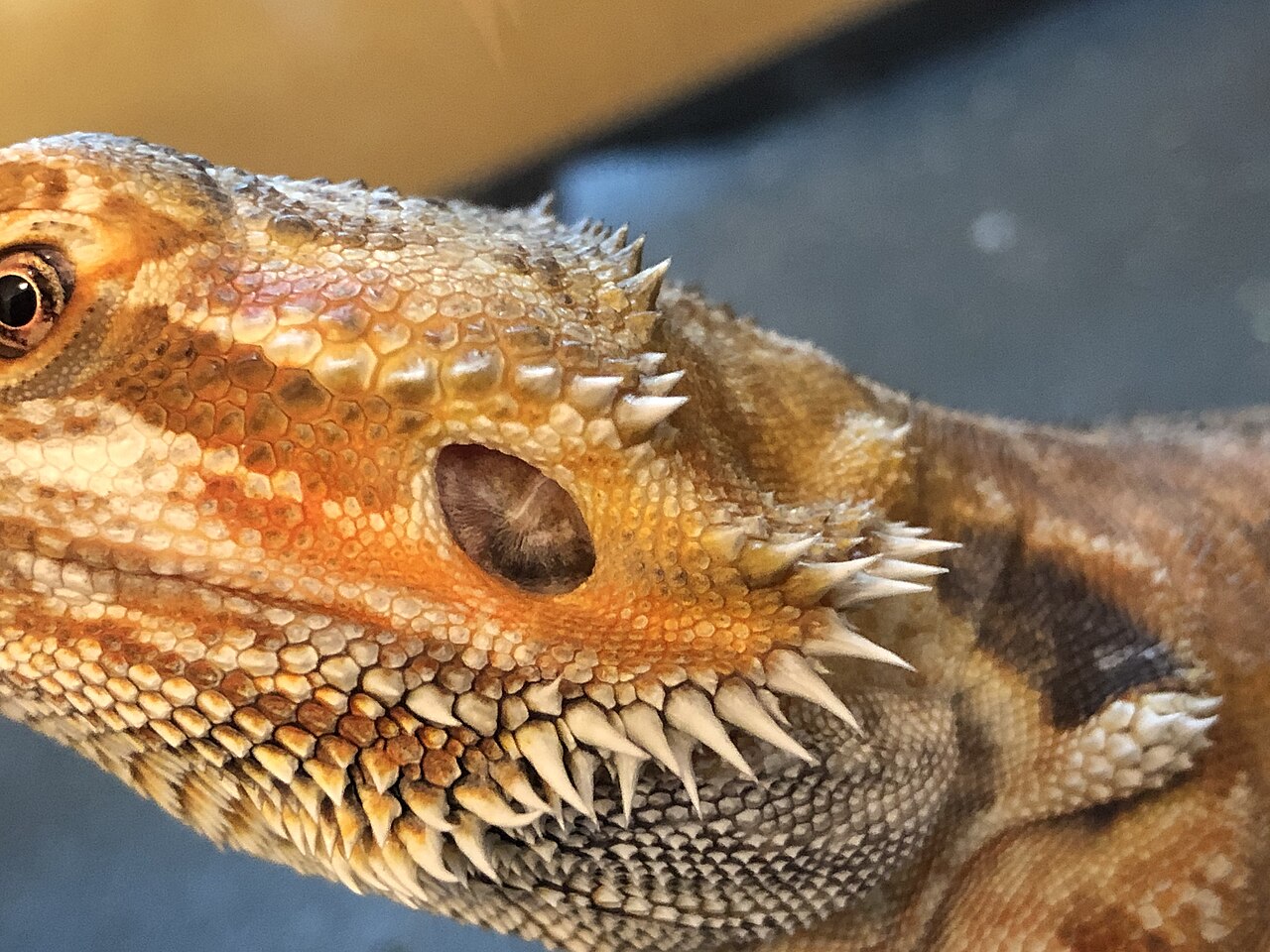 How Much Apple Can a Bearded Dragon Eat?