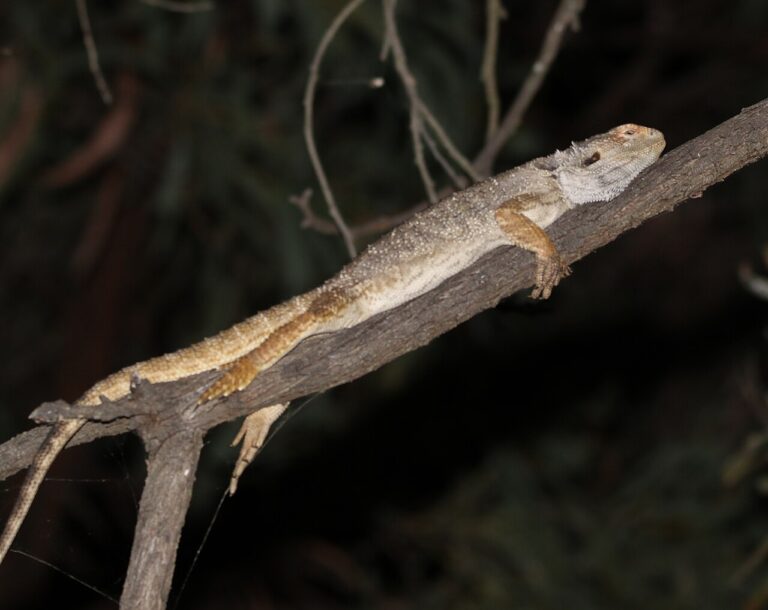 Can Bearded Dragons Eat Blueberries? Portion Size by Age