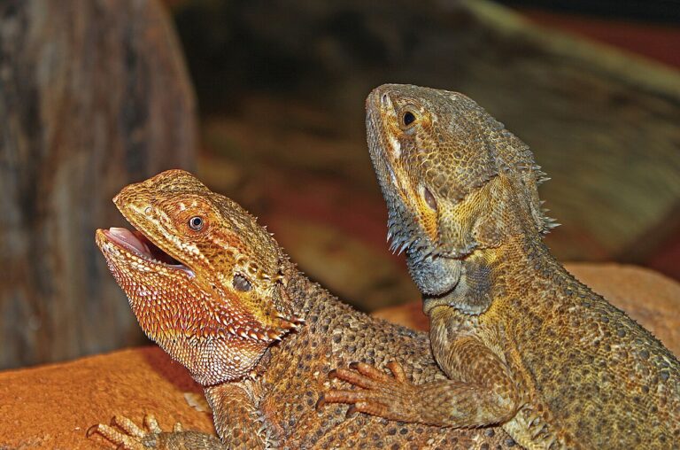 Can Bearded Dragons Eat Spinach? The Oxalate Problem