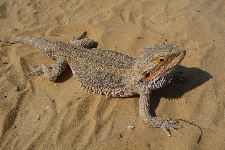 Can Bearded Dragons Eat Watermelon? Portions and Risks