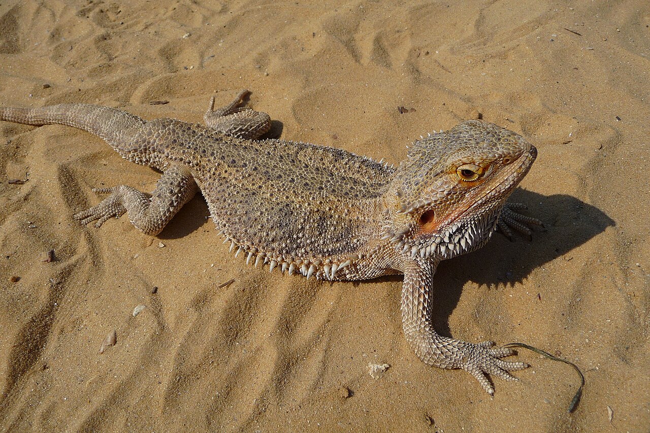 Can Bearded Dragons Eat Watermelon? Portions and Risks