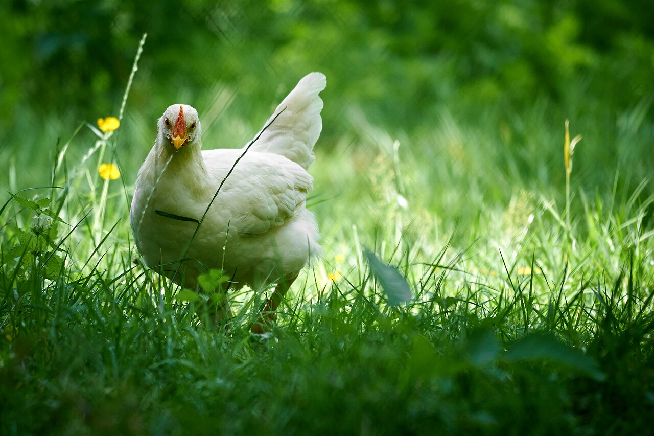 Can Chickens Eat Avocado? No, and Persin Is the Reason