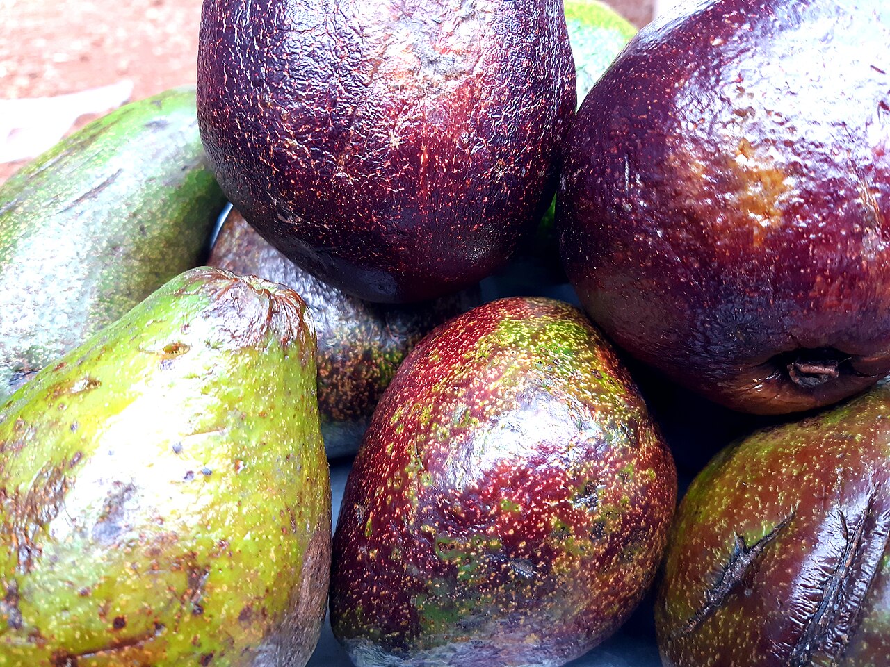 Can Chickens Eat Avocado Skins and the Seed?