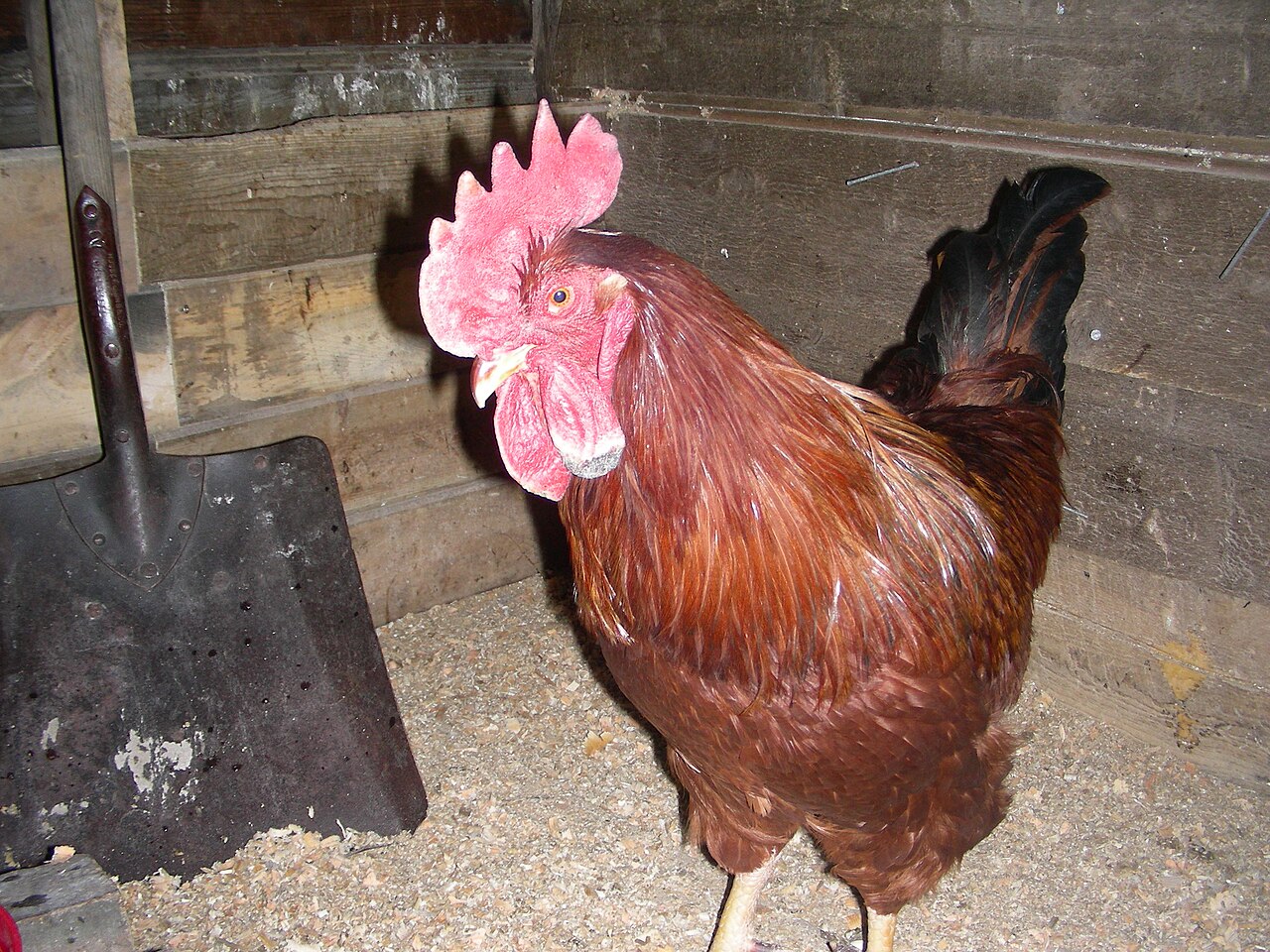 Can Chickens Eat Bell Peppers? Yes, But Not the Whole Plant