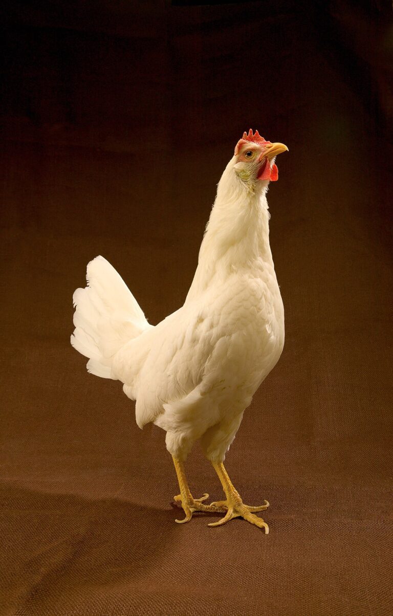 Can Chickens Eat Cabbage? Portion, Prep, and Enrichment