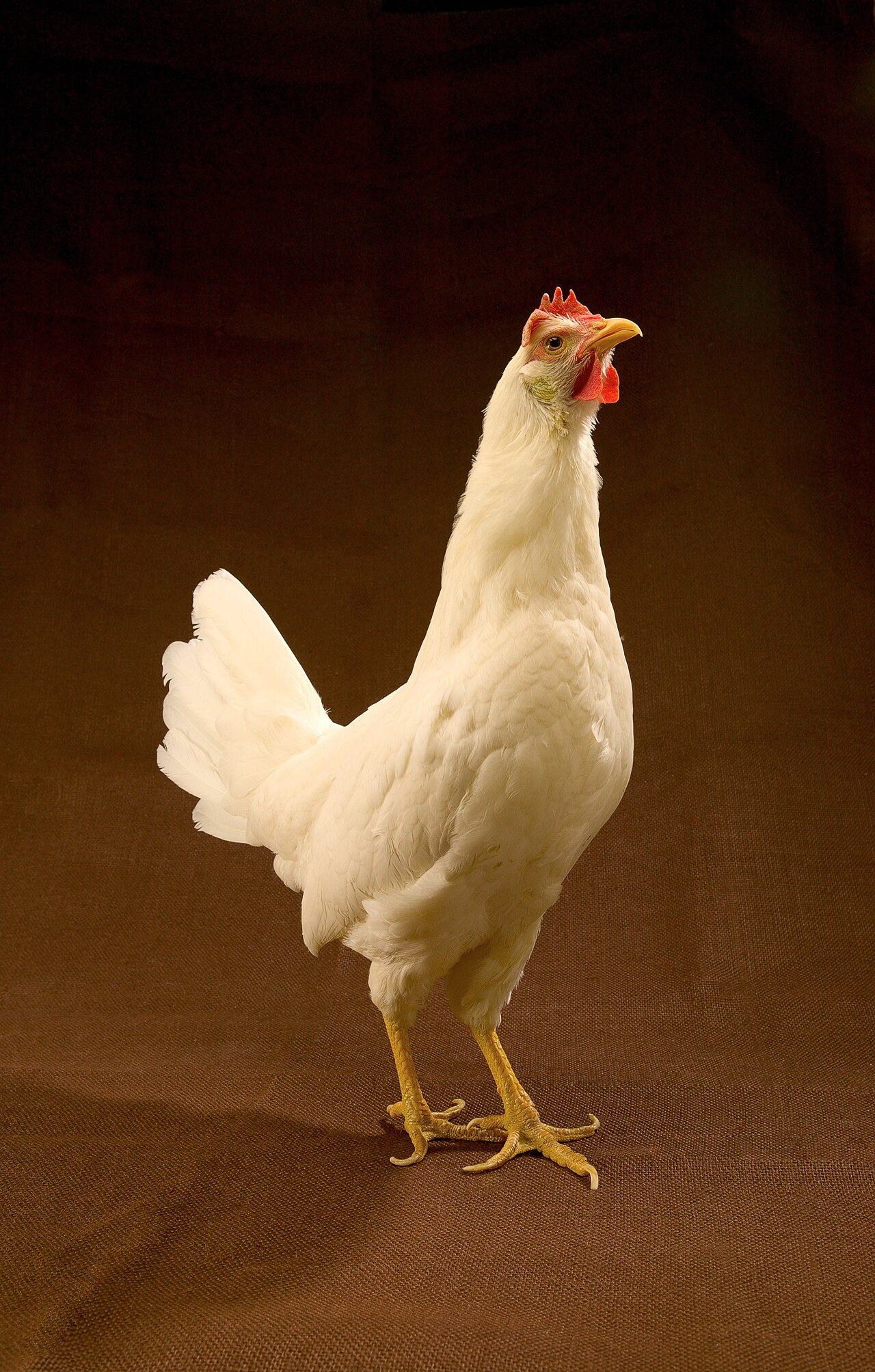 Can Chickens Eat Cabbage? Portion, Prep, and Enrichment