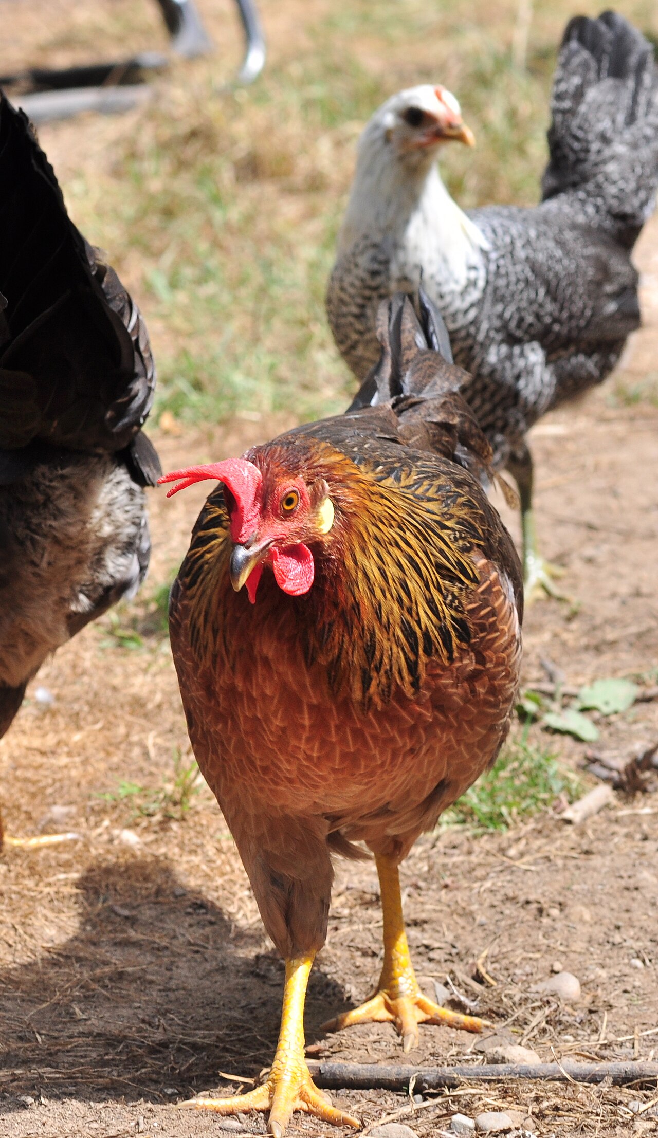 Are Cabbage Goitrogens a Real Concern?