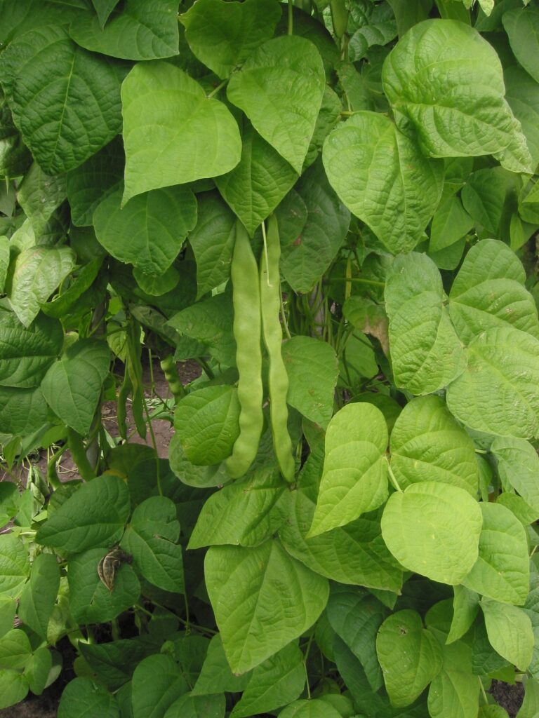 Can Chickens Eat Green Beans? Fresh Yes, Dried Never