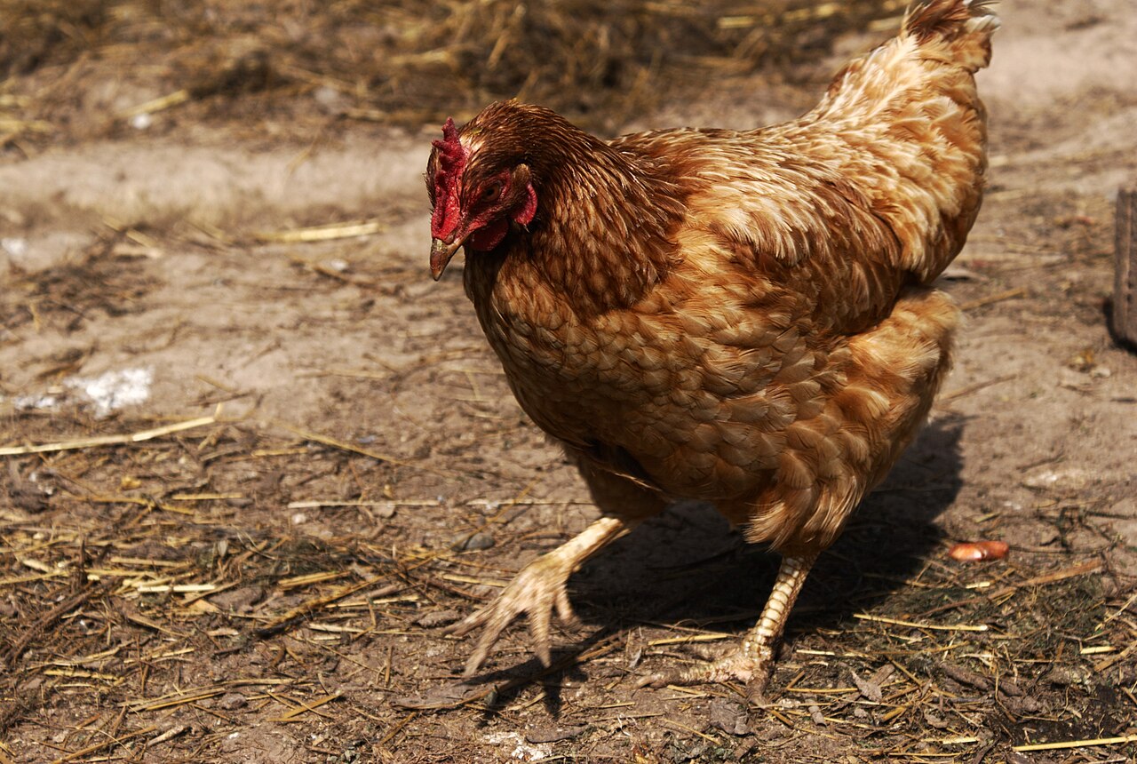 Can Chickens Eat Mushrooms? Safe vs Toxic Varieties