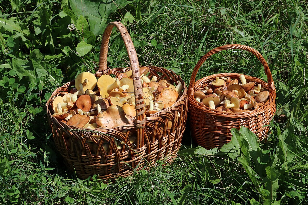 What Types of Mushrooms Are Toxic to Chickens?