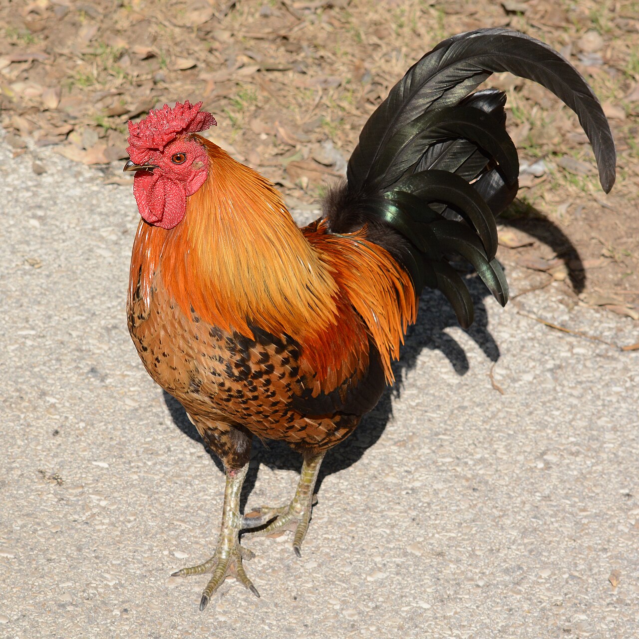 Can Chickens Eat Oranges? The Citrus Myths Cleared Up